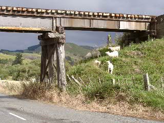 Schafe unter der Eisenbahnbrcke