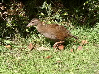 mein Weka