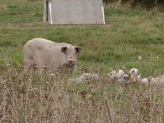 Schwein mit Ferkeln