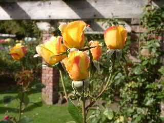 Rosen im Queens Park