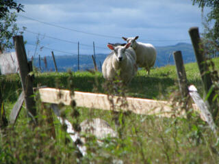 Schaf bei Leirskogen