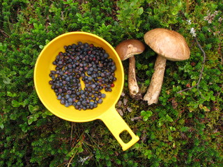 Blaubeeren und Pilze