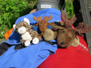 Krnchen, Knuffel und Wuff