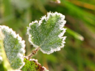 Reif auf Blatt