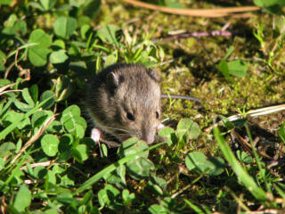 Maus im Gras